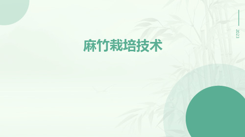 麻竹栽培技术苗木,栽培技术