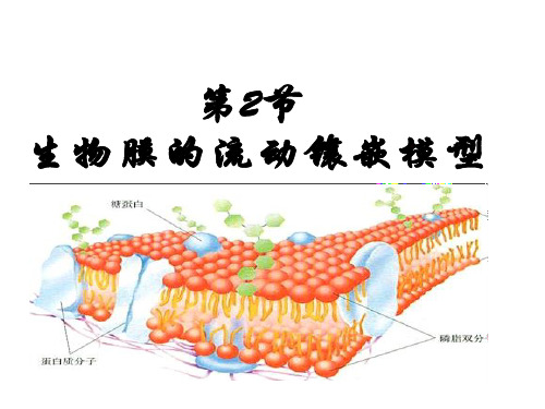 4.2生物膜的流动镶嵌模型