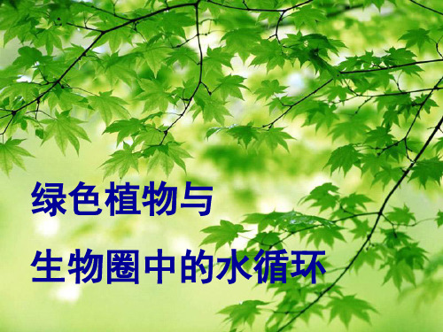 八年级生物绿色植物与生物圈中的水循环ppt课件