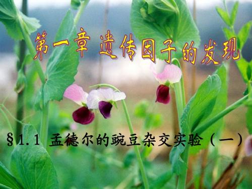 生物：《孟德尔的豌豆杂交实验(一)》课件(新人教版必修2)