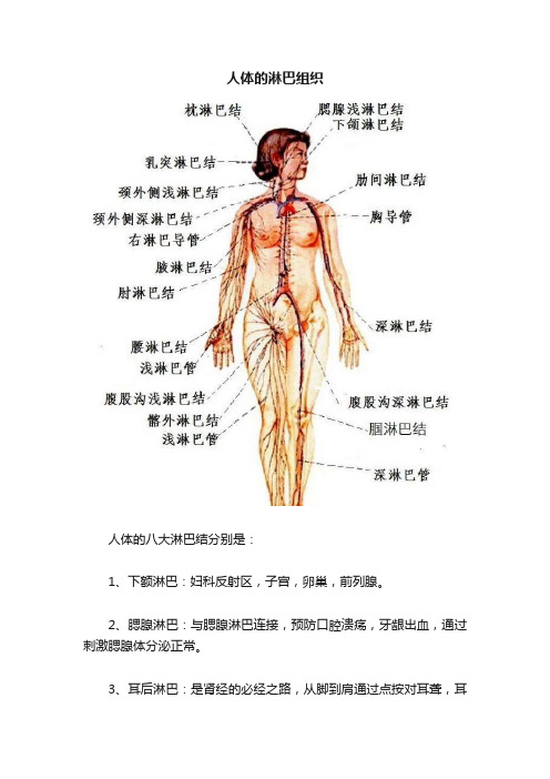 人体的淋巴组织