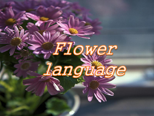 flower language 花语