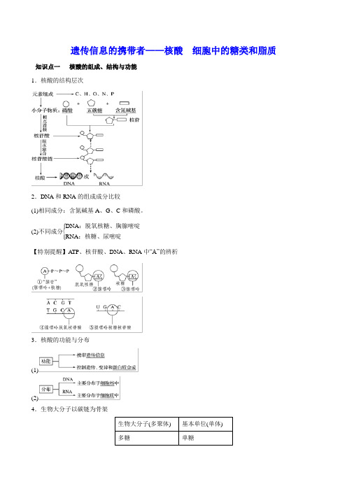 遗传信息的携带者——核酸 知识点总结与重难点