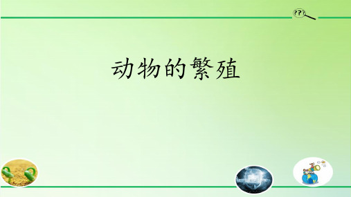 大象版三年级科学上册 (动物的繁殖)教育教学课件