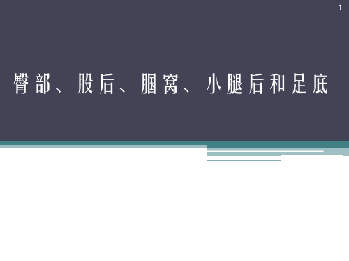 医用局部解剖学-臀部-股后区-腘窝-小腿后区及足底