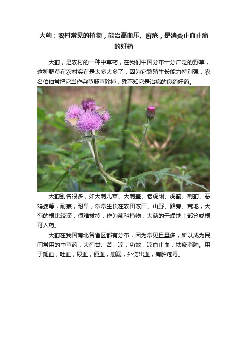 大蓟：农村常见的植物，能治高血压、癣疮，是消炎止血止痛的好药