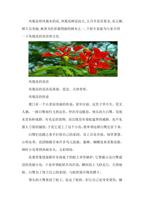 凤凰花的花语及文化