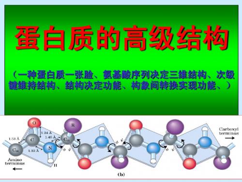 3蛋白质高级结构与性质