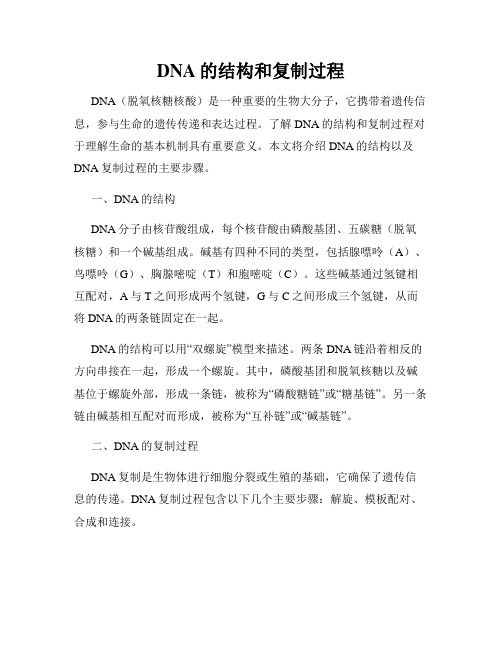 DNA的结构和复制过程