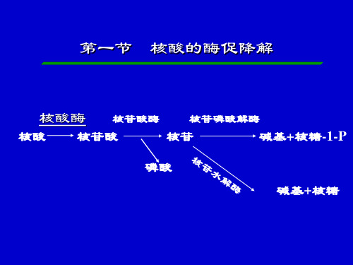 核酸的酶促降解和核苷酸代谢PPT课件