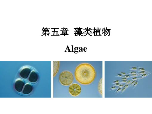 植物学：5.1+藻类概论和蓝藻