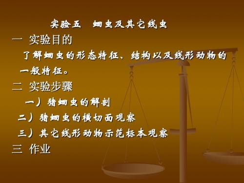 4  无脊椎动物学实验4  Microsoft PowerPoint 演示文稿