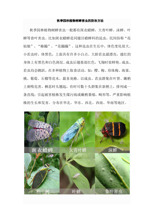 秋季园林植物树蝉害虫的防治方法
