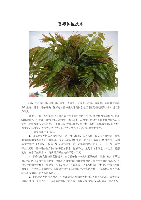 香椿种植技术