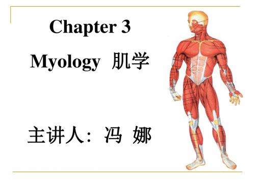 《系统解剖学》教学资料 myology  肌学