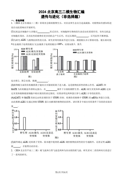 2024北京高三二模生物汇编：遗传与进化(非选择题)