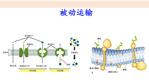 【新教材】4.1被动运输人教版(2019)高中生物必修一优质课件