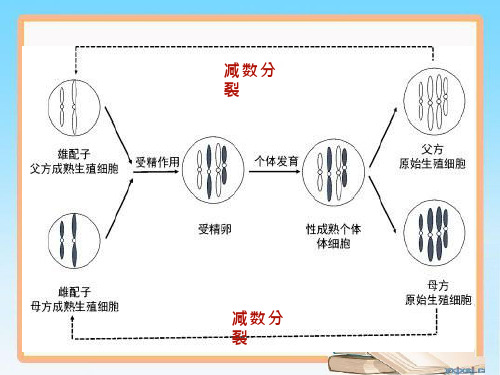 高中生物《减数分裂2》优质教学课件