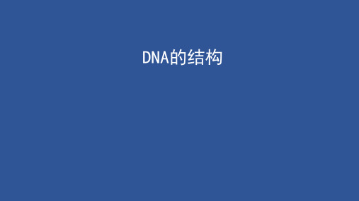 (新教材)DNA的结构PPT课件人教版1