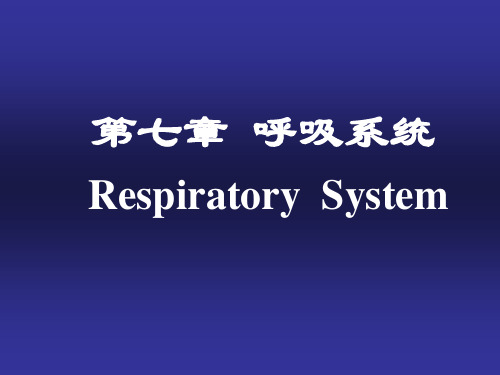 鼻→肺的终末细支气管气体交换肺的呼吸性细支气管→肺泡嗅觉