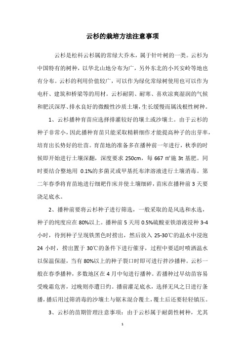 云杉的栽培方法注意事项