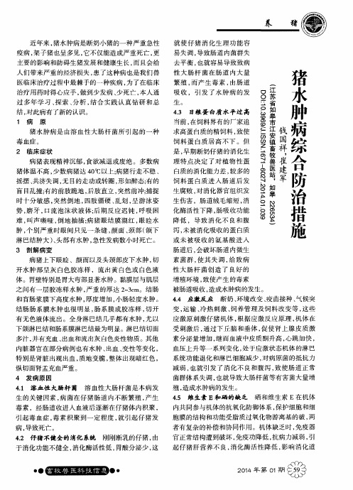 猪水肿病综合防治措施