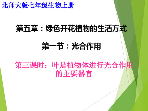 光合作用 (第3课时)课件  2021-2022学年北师大版七年级生物上册