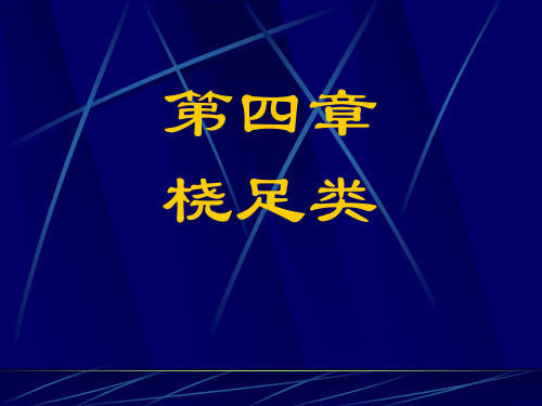 14桡足类解析