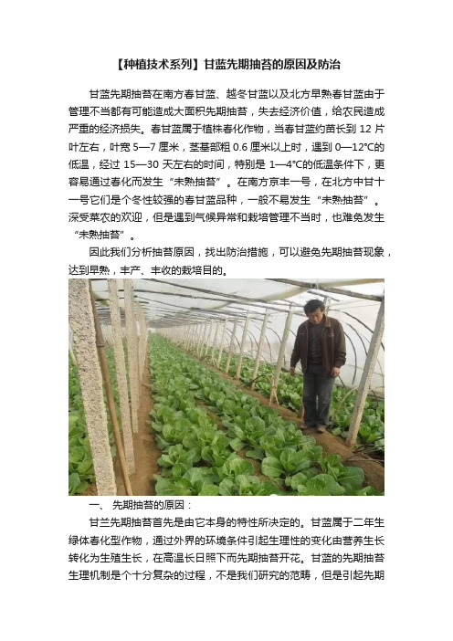 【种植技术系列】甘蓝先期抽苔的原因及防治