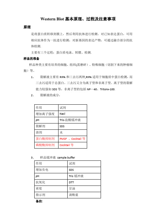 Western-Blot基本原理、过程及注意事项