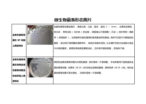 微生物菌落形态图片