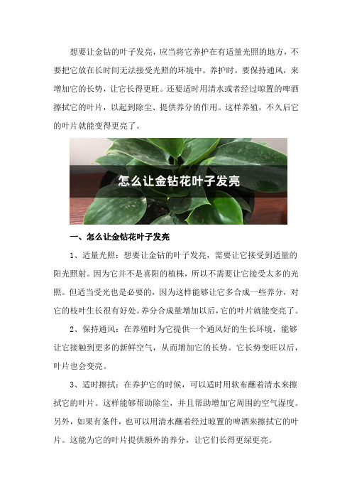 怎么让金钻花叶子发亮,怎么浇水