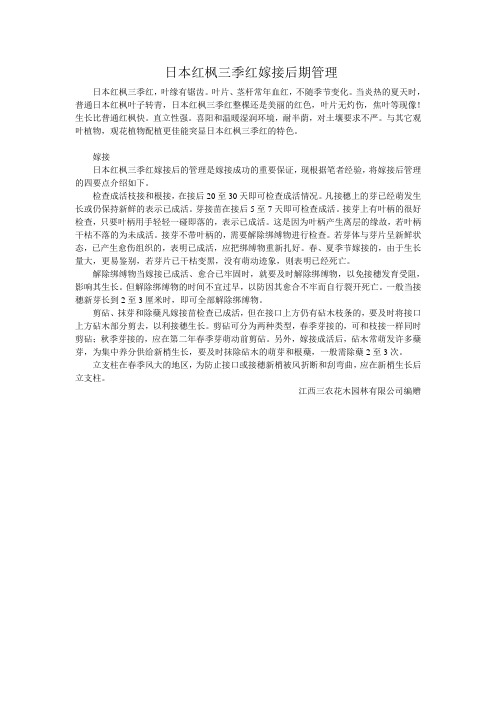 日本红枫三季红嫁接后期管理
