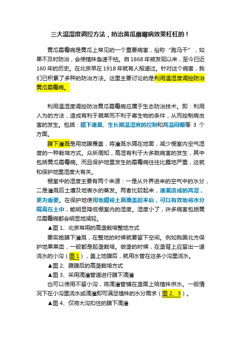 三大温湿度调控方法，防治黄瓜霜霉病效果杠杠的！