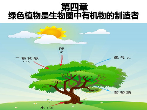 人教版七年级上册生物 3.4 绿色植物是生物圈中有机物的制造者课件