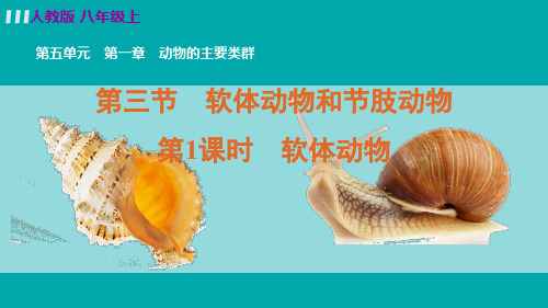 人教版八年级生物上册第五单元第一章 动物的主要类群第三节第1课时软体动物