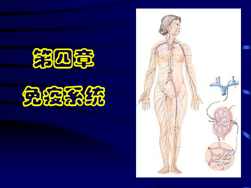 《人体解剖学》教学课件：04 免疫系统