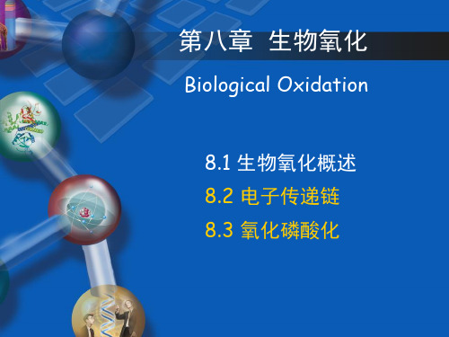 【生物化学】第五章-生物氧化-第二节-电子传递链