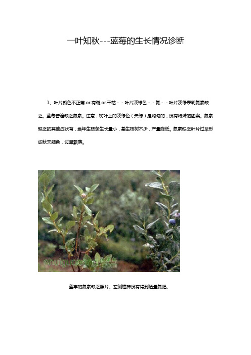 蓝莓病虫害图解