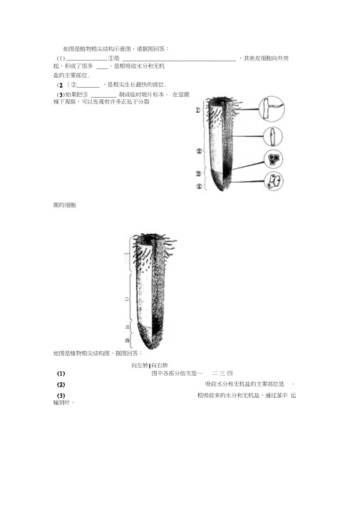 如图是植物根尖结构示意图