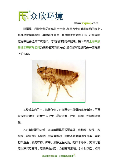 消灭跳蚤的方法