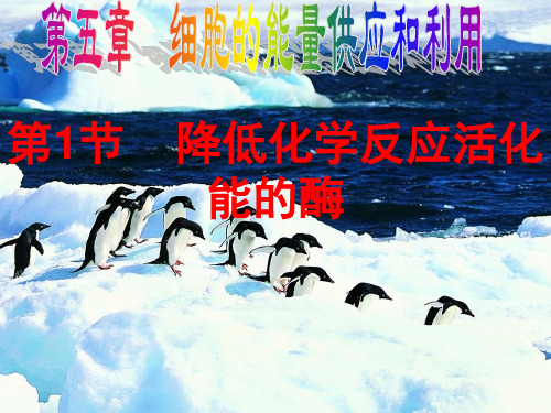 高一生物人教版必修一课件:5.1降低化学反应活化能的酶