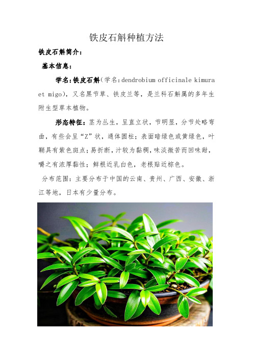 铁皮石斛种植方法