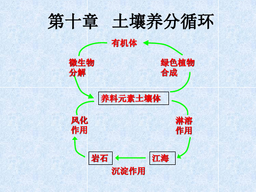 第十章__土壤养分循环