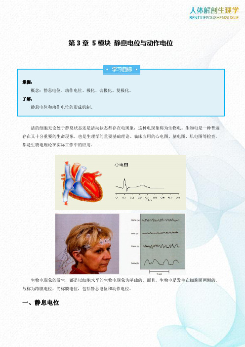 第3章5模块静息电位与动作电位