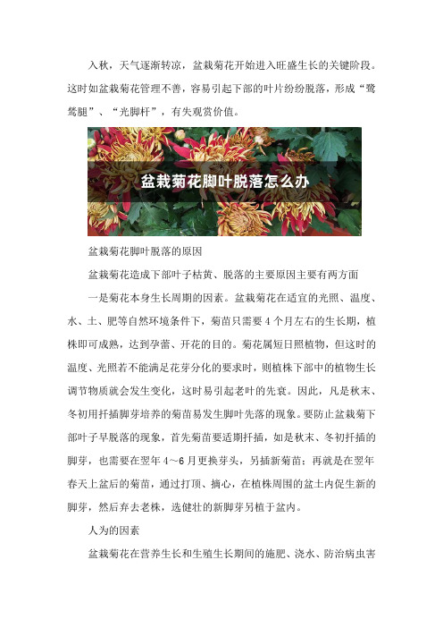 盆栽菊花脚叶脱落怎么办