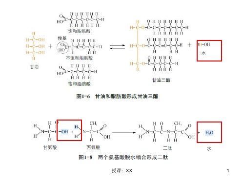 高中生物课本图片课堂PPT.ppt