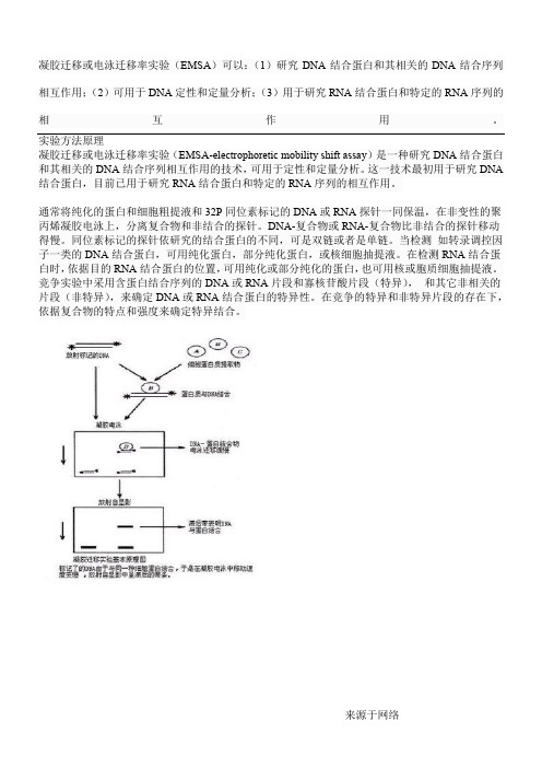 EMSA原理流程