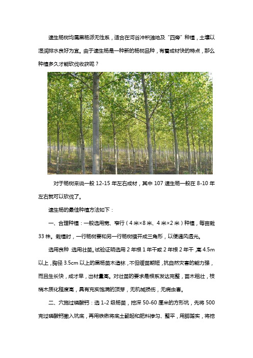 速生杨种植几年可以成才