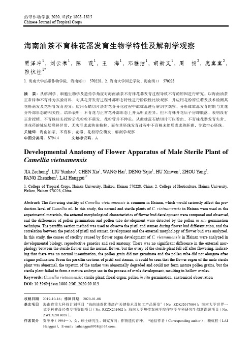 海南油茶不育株花器发育生物学特性及解剖学观察